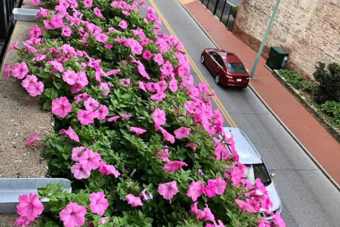 flower box overlooking the street